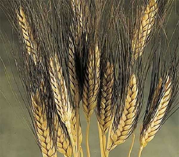 Тип корневой системы пшеницы и как формируется, особенности строения