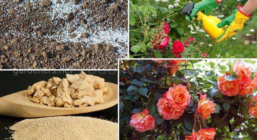 Как ухаживать за розами осенью? посадка, обрезка, подкормка и подготовка к зиме — советы садоводов
