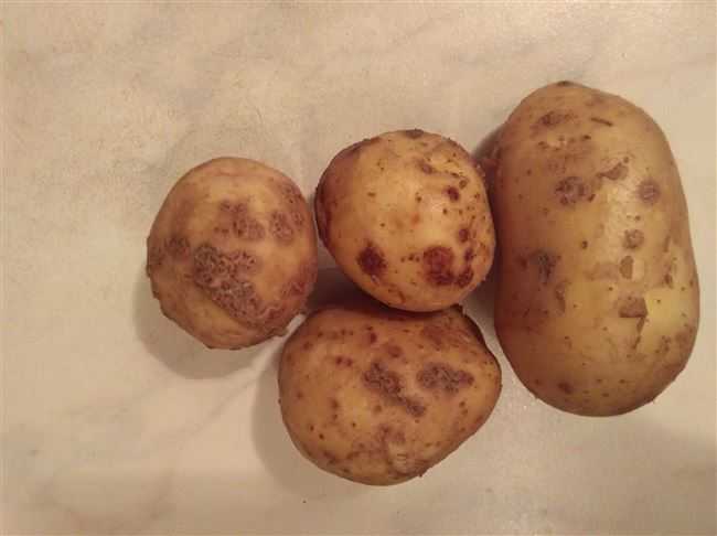 Причины, почему не цветет картофель и что делать