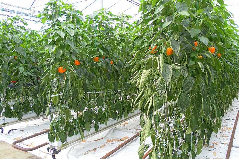 Болгарский перец: выращивание в теплице. посадка и уход за сладким перцем в теплице