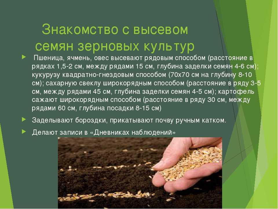 Пшеница тризо: описание и характеристика ярового сорта, нормы высева