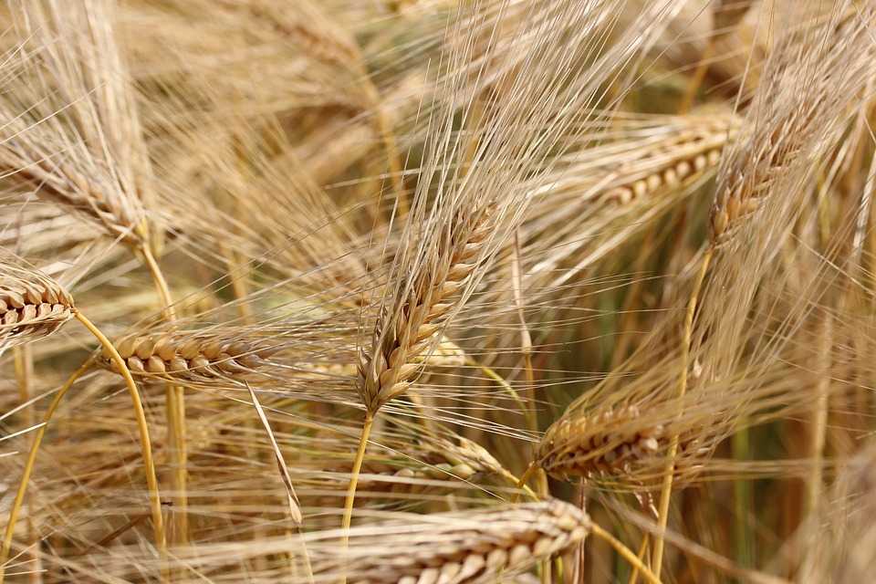 Описание озимой пшеницы, её выращивание и применение