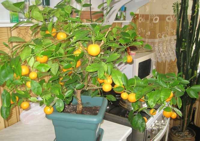 Мандариновое дерево: уход в домашних условиях, особенности полива и освещения, фото