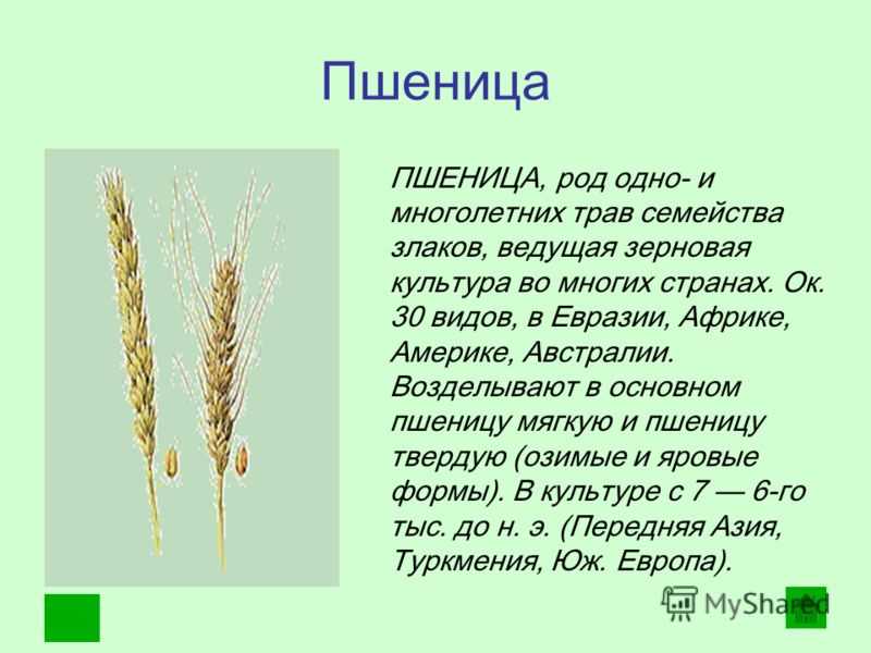 Крупа из пшеницы: фото, виды и названия пшеничной крупы, как называется из твердых сортов и дробленая, что еще делают, производят и получают из зерна