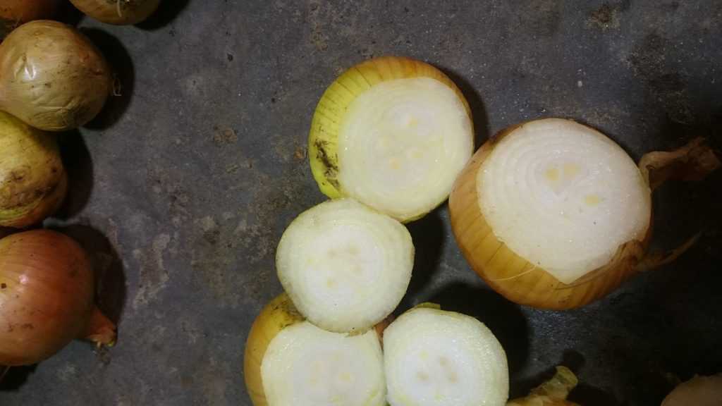 Урожайный лук сорта каратальский. описание, агротехника выращивания