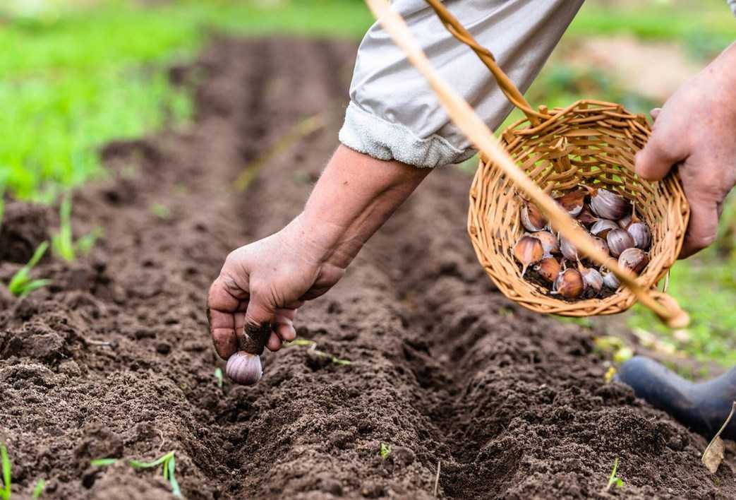Как вырастить крупный чеснок на огороде: секреты опытных агрономов
