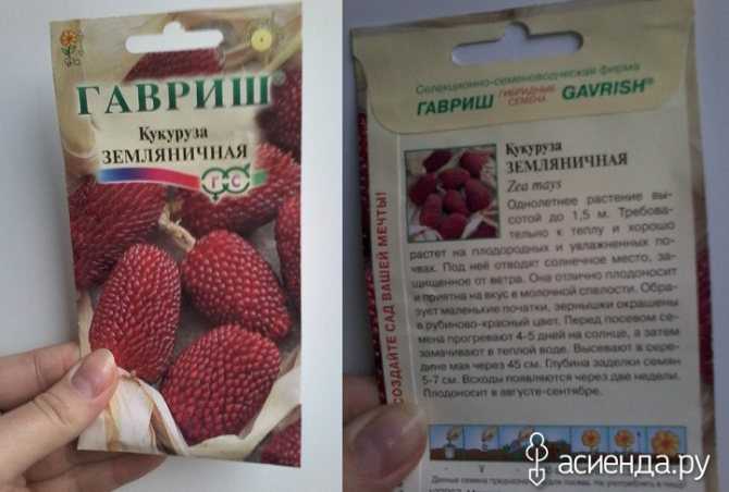 О сортах земляники усатой ремонтантной: посадка и уход, хорошее плодоношение