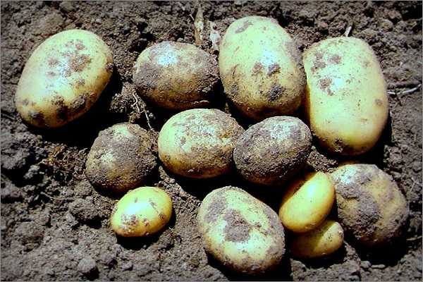 ᐉ почему трескается картофель в земле – причины и решения - roza-zanoza.ru