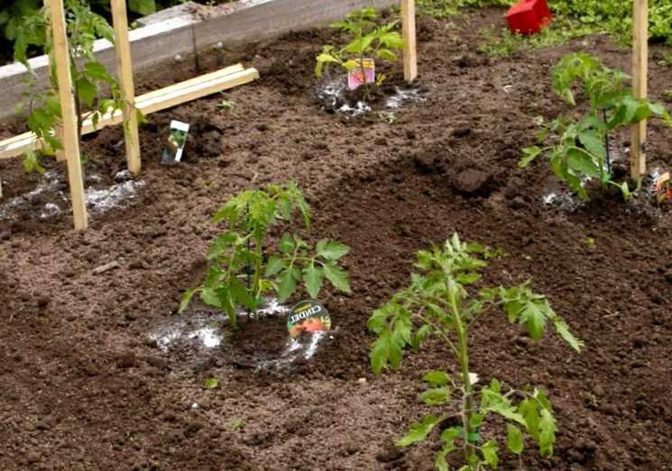 Основные тонкости проведения подкормок для помидоров в теплице: когда, как правильно и какие удобрения вносить?