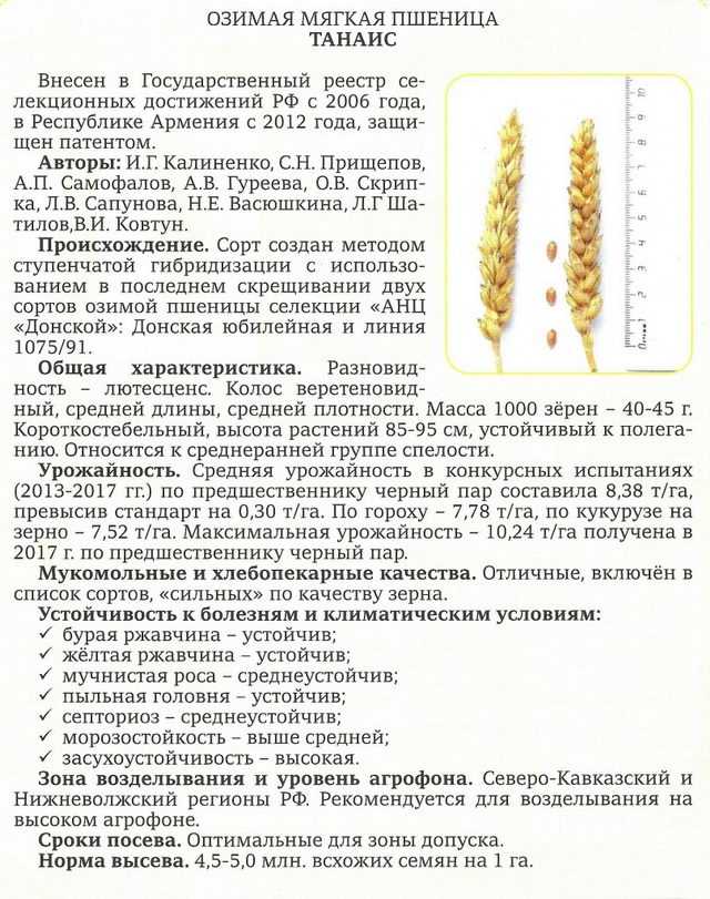 Сорта озимой пшеницы: основные характеристики сортов «баграт» и алексеевич, стойких к заболеваниям «гром» и «скипетр»