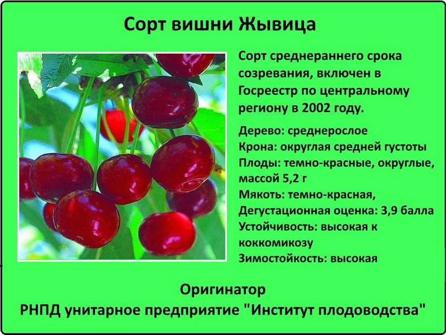 Какие сорта вишни для средней полосы россии самые сладкие - описание, обзор, характеристики и особенности выращивания