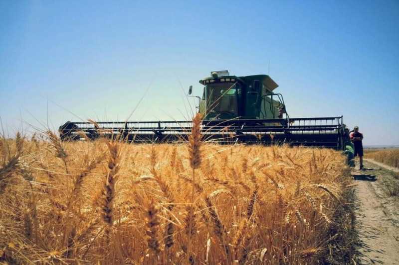 В каком месяце проводить уборку пшеницы и методы определения спелости урожая