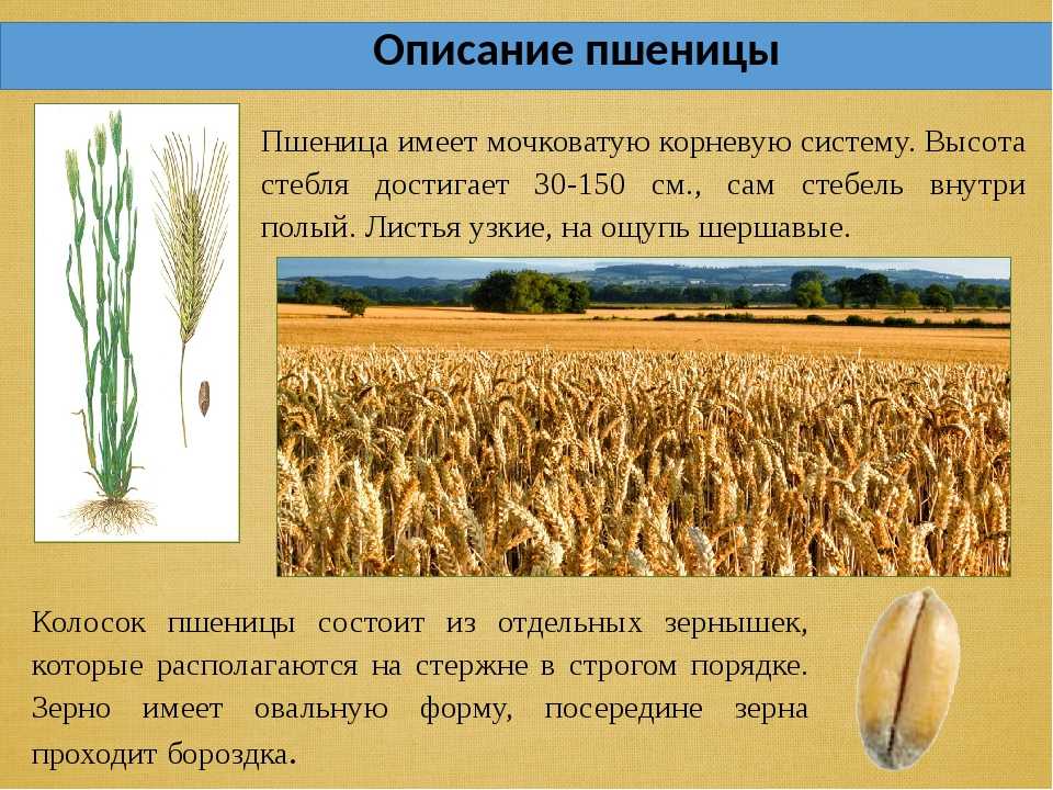 Пшеница — что такое? значение растения в жизни человека