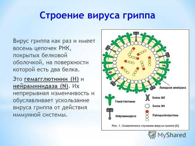 В каких городах грипп. Вирус гриппа строение биология. Строение 5 вирусов. Строение оболочки вируса гриппа. Строение вируса гриппа кратко.