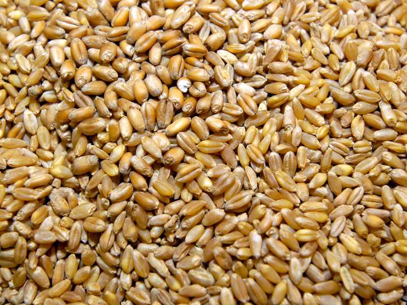 Пшеница фуражная: польза, применение, правила выращивания