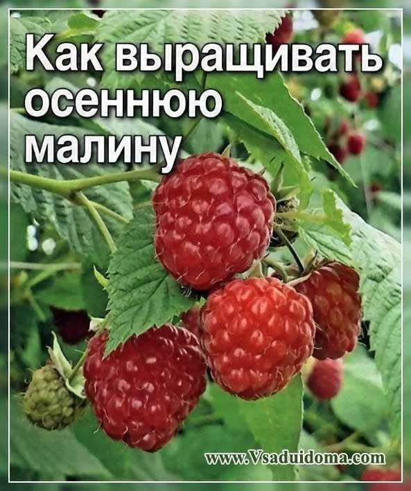 Сорта малины ремонтантной, с описанием, характеристикой и отзывами, какие лучше выбрать для выращивания в подмосковье, украине, сибири