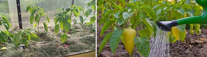 Как часто и как правильно поливать перец в теплице: после посадки, во время цветения и плодоношения
