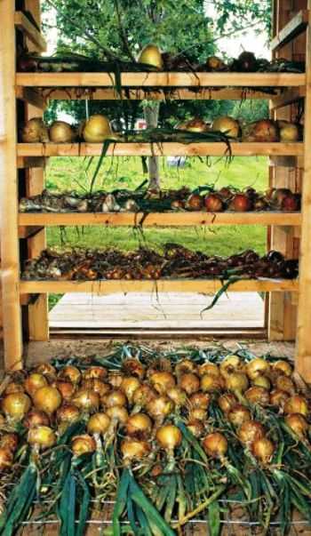 Можно ли лук хранить в погребе или подвале (репчатый и другой): как организовать правильное хранение овоща зимой?