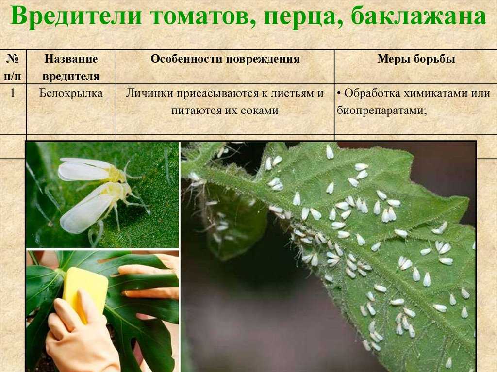 Не потерять урожай. подробно о народных средствах защиты растений | дача | cвободное время | аиф аргументы и факты в беларуси