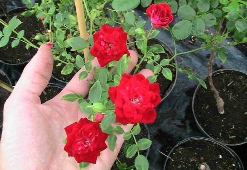 Как пересадить домашнюю розу: правила и полезные советы. комнатная роза - sadovnikam.ru