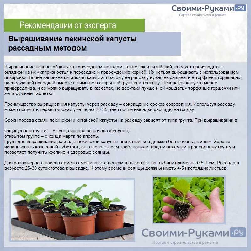 Капуста брокколи: выращивание и уход в открытом грунте - sadovnikam.ru