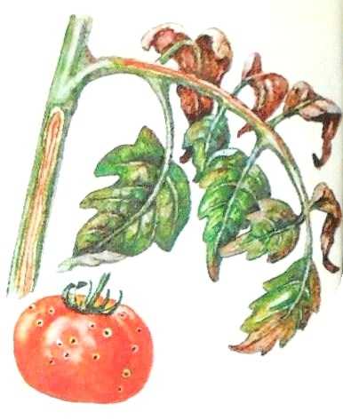 Болезни томатов и меры борьбы с ними