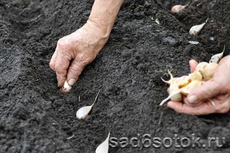 Выращиваем чеснок из бульбочек