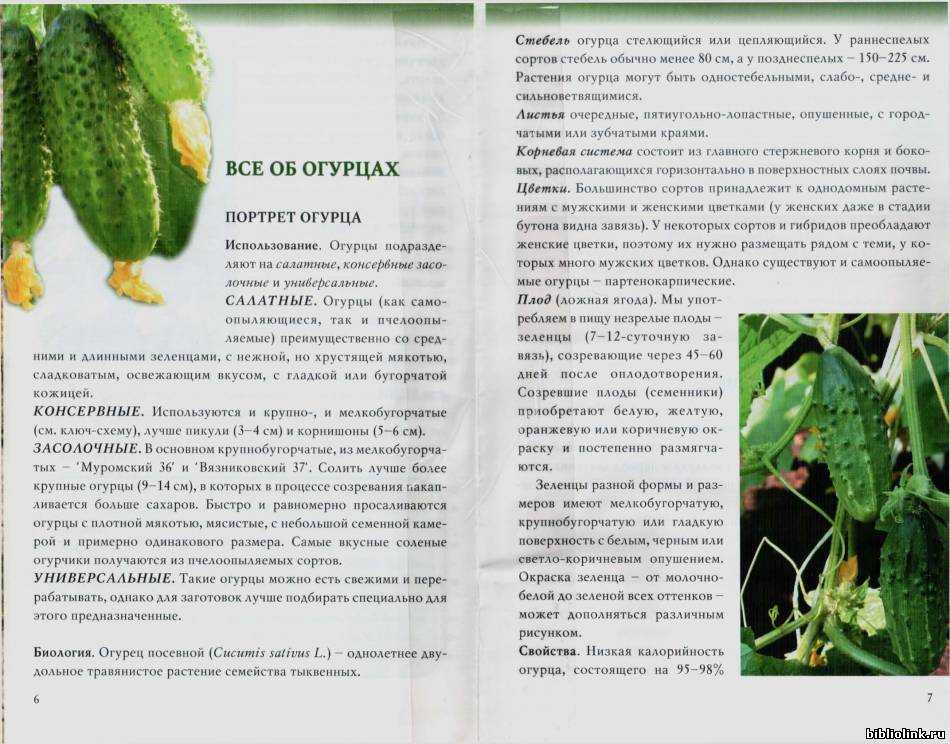 Огурец амур f1: описание, достоинства, правила выращивания, посев семян, уход за рассадой, агротехника, отзывы