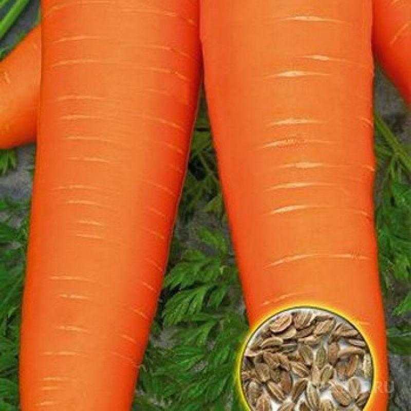 Сортотипы моркови с фото и описанием