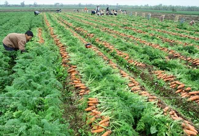 Бизнес на выращивании моркови