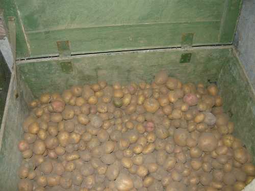 Как сохранить картошку без погреба в земле, нужно ли мыть картофель перед хранением?
