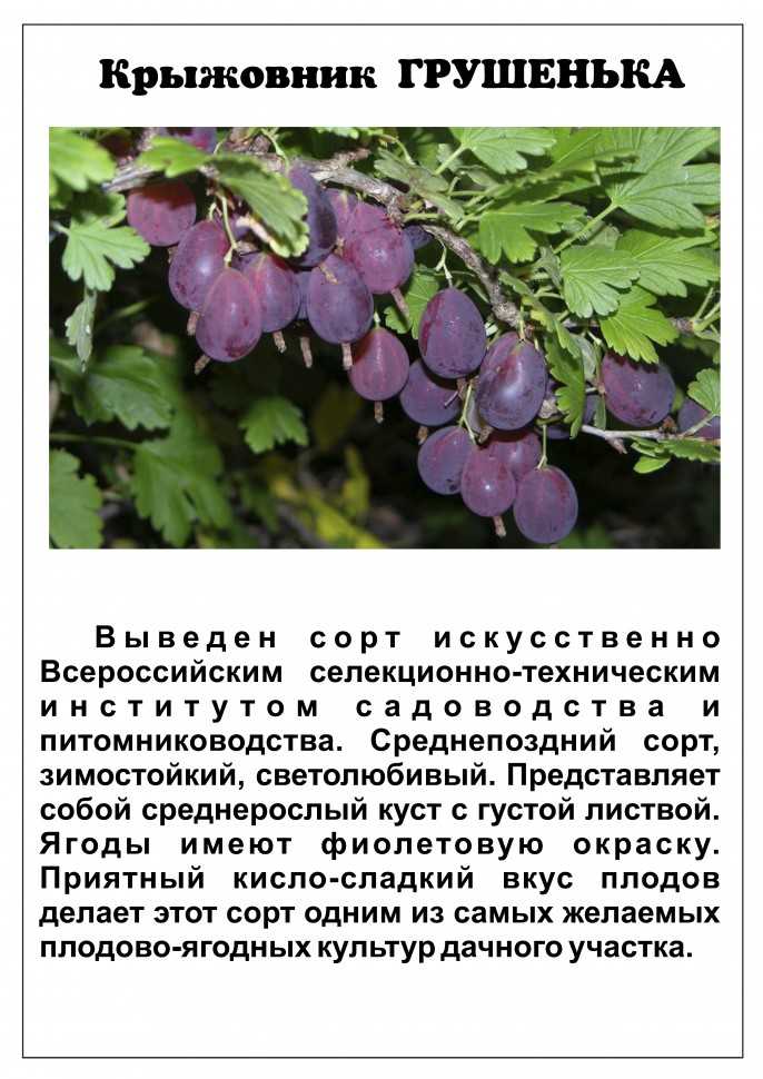 Крыжовник юбиляр: описание сорта, характеристика кустов и вкусовых качеств ягод, отзывы садоводов о выращивании