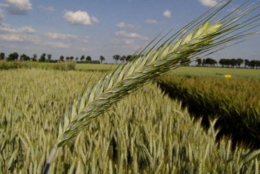 Чем отличается рожь от пшеницы? как выглядит колос и зерна пшеницы, ржи? как называется соцветие пшеницы или ржи?