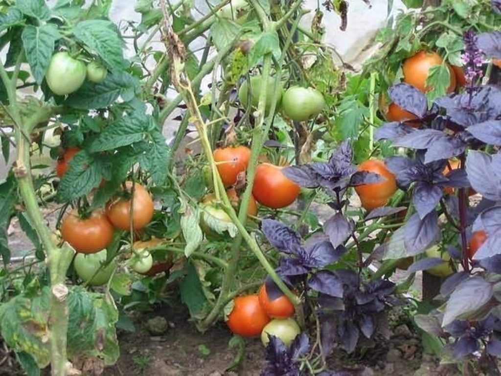 Что посадить рядом с помидорами в открытом грунте и в теплице: хорошие и плохие соседи
