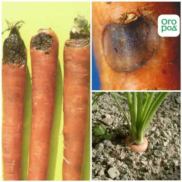 Что случилось с морковью? проблемы с урожаем