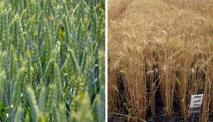 Описание и особенности выращивания озимой пшеницы сорта степь