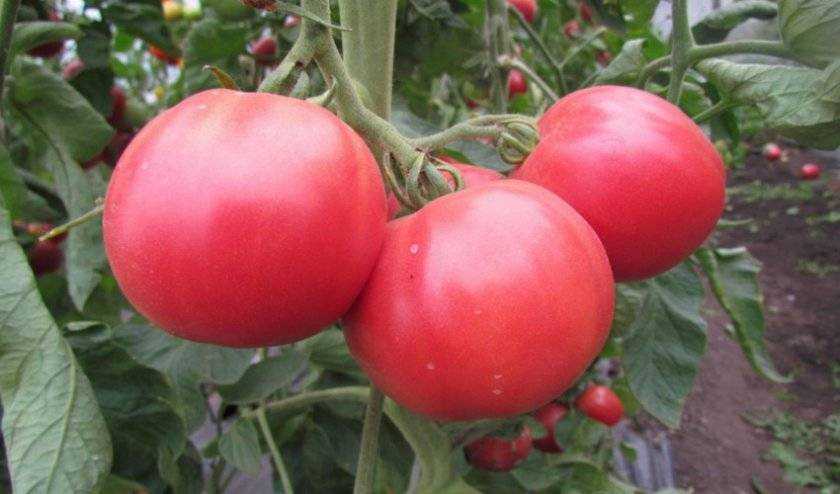 Томат розовое чудо f1: отзывы огородников, советы и рекомендации по выращиванию, характеристика и описание сорта