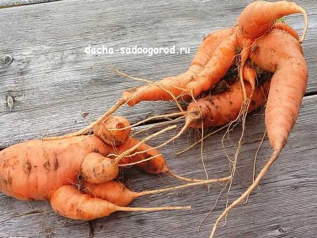 Почему морковь растет кривая и с несколькими отростками на кончике корня?