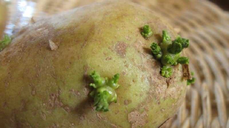 Зеленую картошку можно ли есть, в чем ее вред?