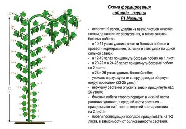 Кабачки: выращивание из семян, посадка и уход в открытом грунте