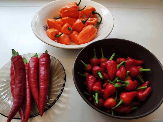 Перец хабанеро (habanero pepper): сорта с фото и описанием, отзывы, выращивание
