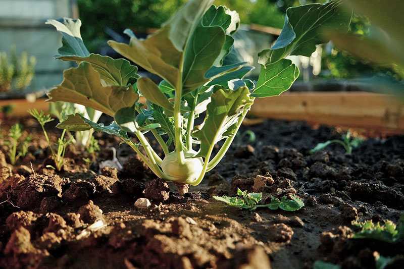 Капуста кольраби: выращивание и уход в открытом грунте с фото