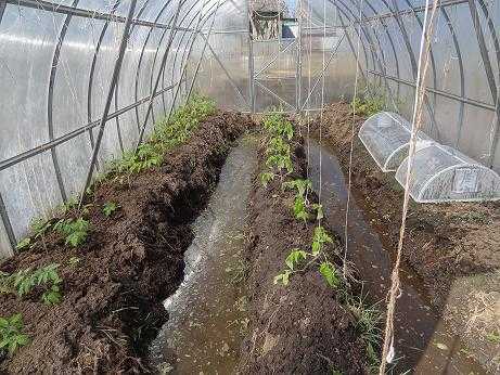 Баклажаны: выращивание и уход в теплице из поликарбоната, когда высаживать