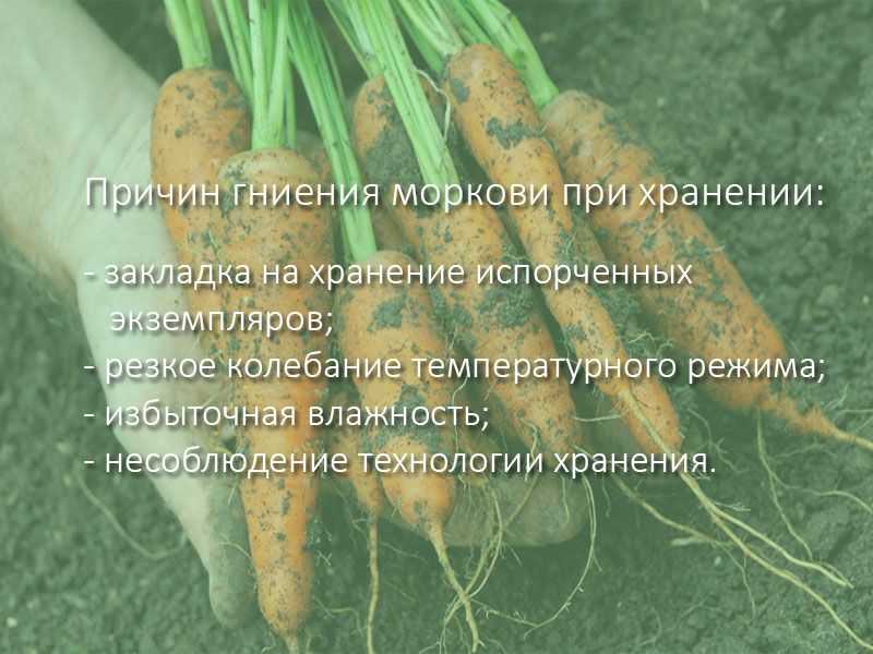 Сорт моркови каротель: описание, фото и отзывы