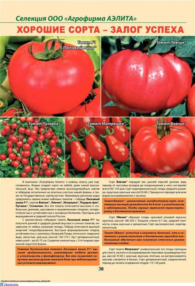 Гибрид с поразительным иммунитетом — томат бонапарт f1: описание сорта и его характеристики