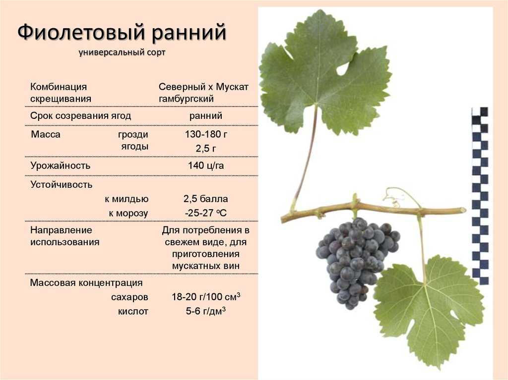 Что такое технические сорта винограда и какие из них самые лучшие
