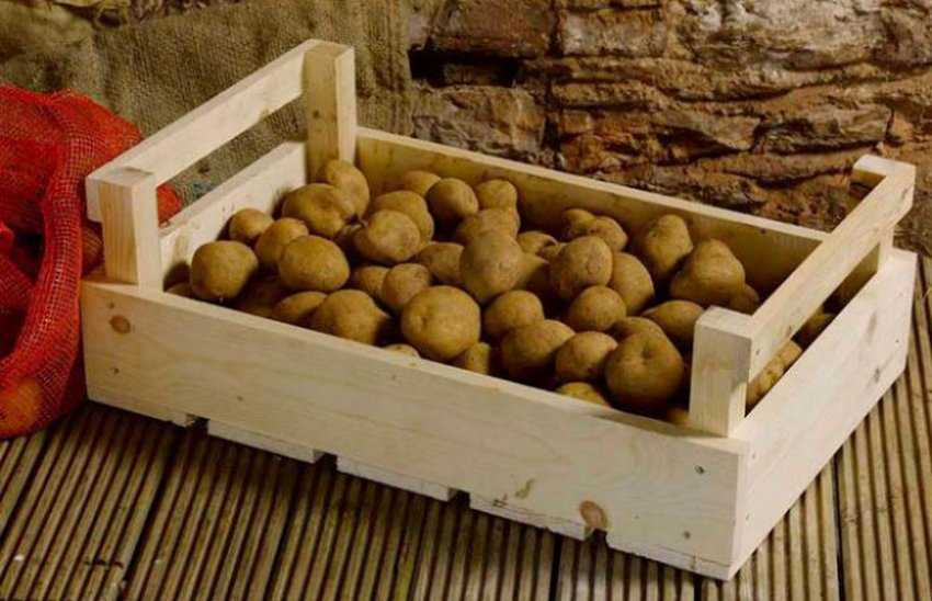 Как сохранить картофель до весны без погреба?