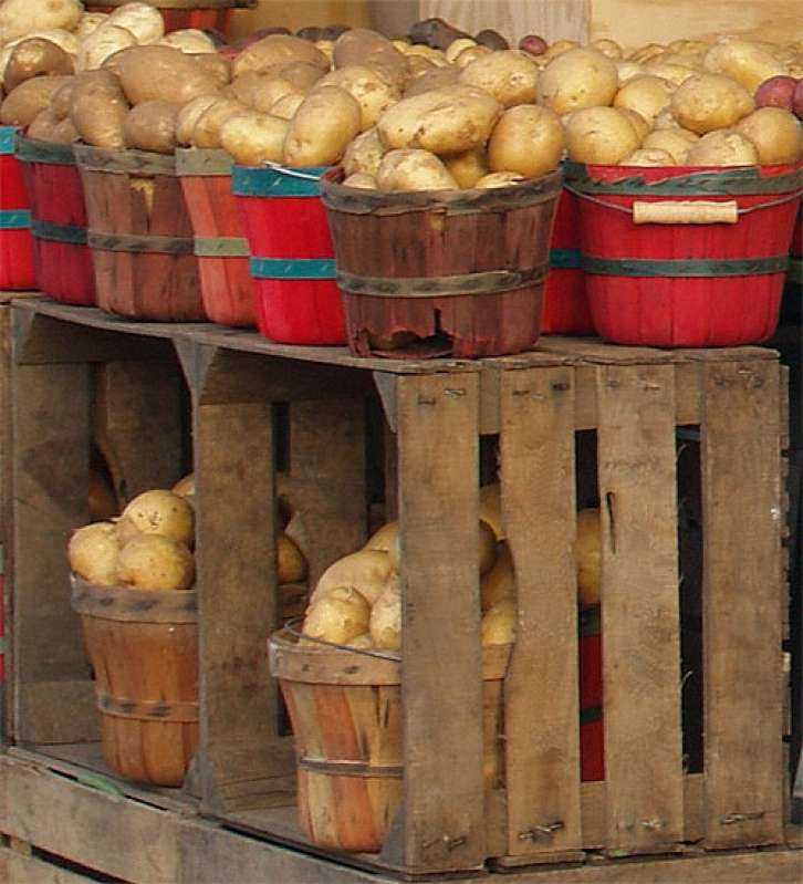 Почему картофель в процессе хранения становится сладким?