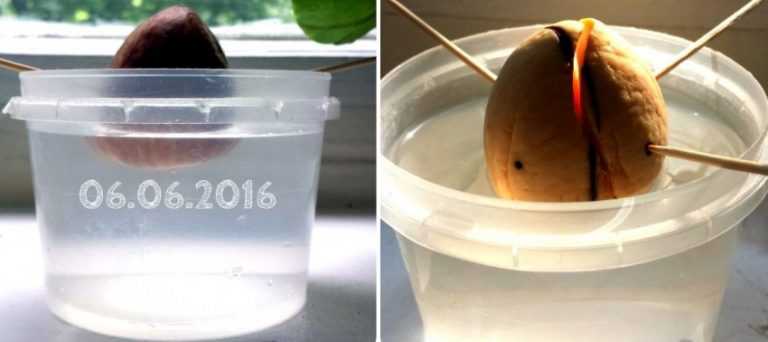 Как вырастить авокадо из косточки в домашних условиях?