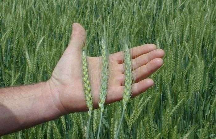 Сорта (виды) озимой и яровой пшеницы